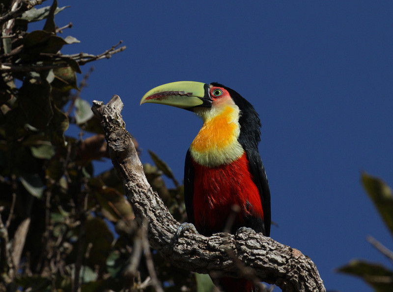 …the colorful Red-breasted Toucan…
